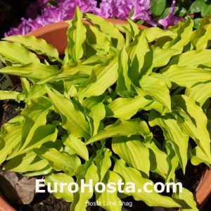 Hosta Lime Shag