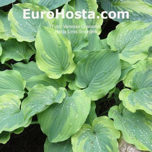 Hosta Lime Smoothie