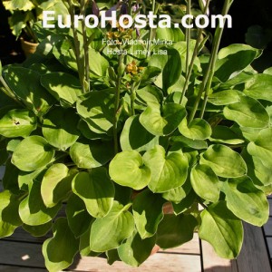 Hosta Limey Lisa