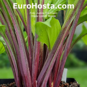 Hosta Lipstick Blonde