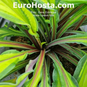 Hosta Lipstick Kiss