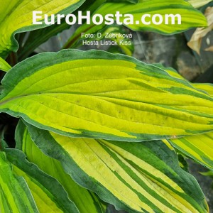 Hosta Lipstick Kiss