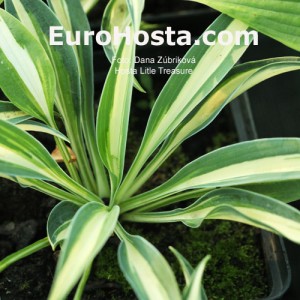 Hosta Little Treasure - Eurohosta