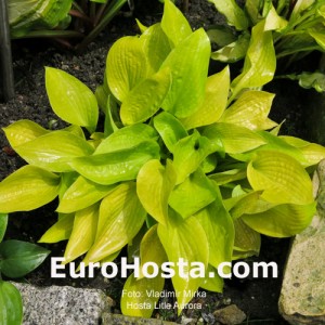 Hosta Little Aurora - Eurohosta