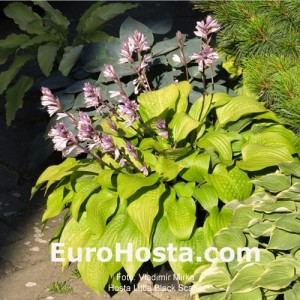 Hosta Little Black Scape