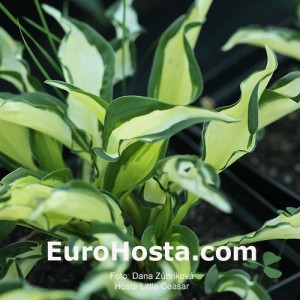 Hosta Little Caesar