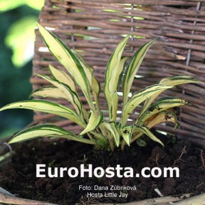 Hosta Little Jay