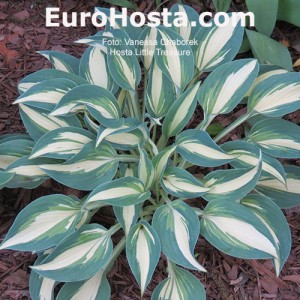 Hosta Little Treasure - Eurohosta