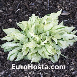  Hosta London Fog