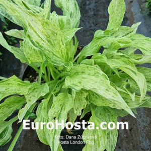 Hosta London Fog