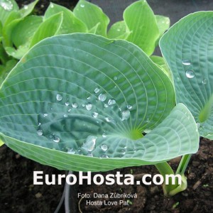 Hosta Love Pat - Eurohosta