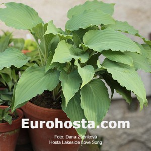 Hosta Love Song