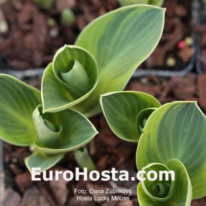 Hosta Lucky Mouse