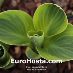 Hosta Lucky Mouse