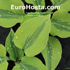 Hosta Luna Moth - Eurohosta