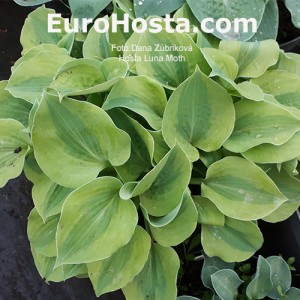 Hosta Luna Moth 