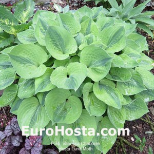 Hosta Luna Moth - Eurohosta