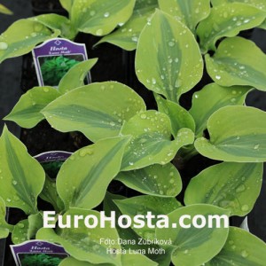 Hosta Luna Moth - Eurohosta