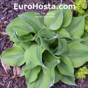 Hosta Luna Moth - Eurohosta