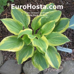 Hosta Mack the Knife