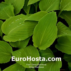 Hosta Maekawa - Eurohosta