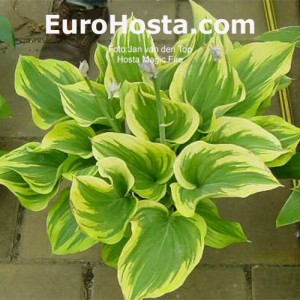 Hosta Magic Fire