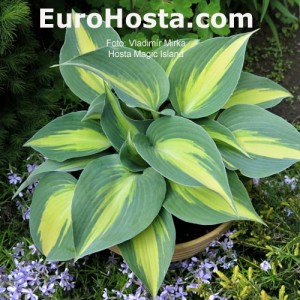 Hosta Magic Island