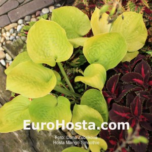 Hosta Mango Smoothie