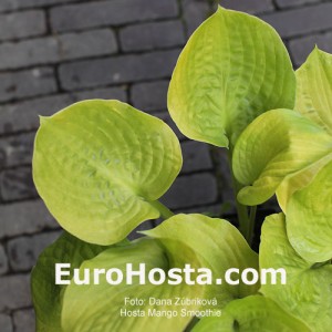 Hosta Mango Smoothie