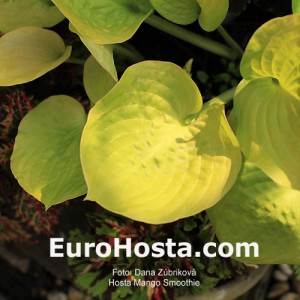 Hosta Mango Smoothie