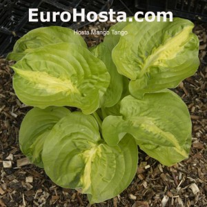 Hosta Mango Tango - Eurohosta