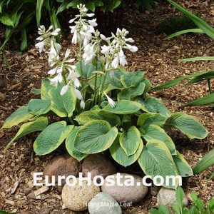 Hosta Maple Leaf - Eurohosta