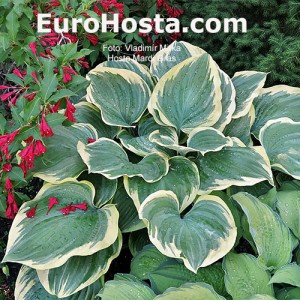 Hosta Mardi Gras