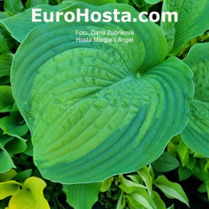 Hosta Margie's Angel