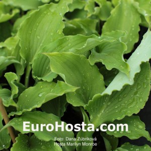 Hosta Marilyn Monroe - Eurohosta