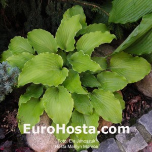 Hosta Marilyn Monroe - Eurohosta