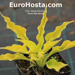 hosta marrakech