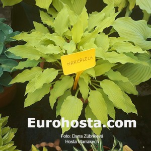 hosta marrakech