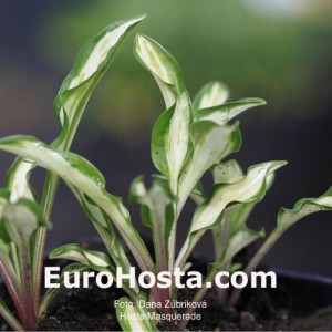 Hosta Masquerade - Eurohosta