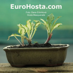 Hosta Masquerade - Eurohosta