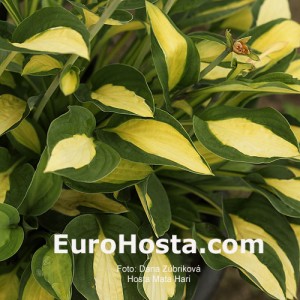 EuroHosta.com  Foto: Dana Zúbriková Hosta Mata Hari