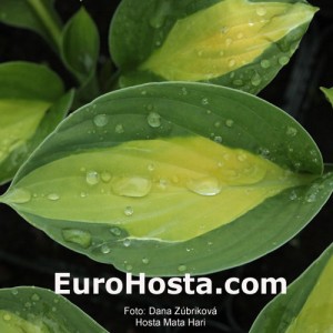 Hosta Mata Hari - Eurohosta