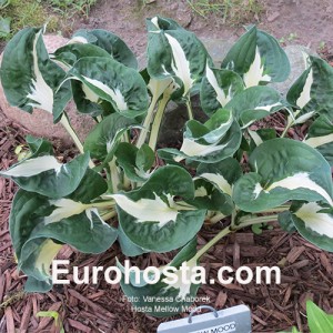 Hosta Mellow Mood