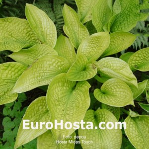 Hosta Midas Touch