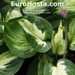 Hosta Midnight at the Oasis