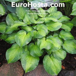 Hosta Midwest Magic - Eurohosta