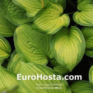 Hosta Midwest Magic - Eurohosta