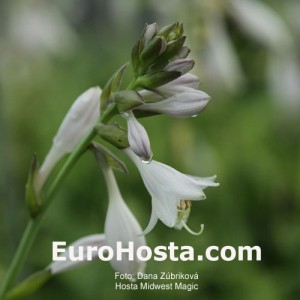 Hosta Midwest Magic - Eurohosta