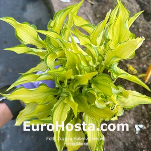 Hosta Mieke