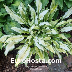 Hosta Mieke